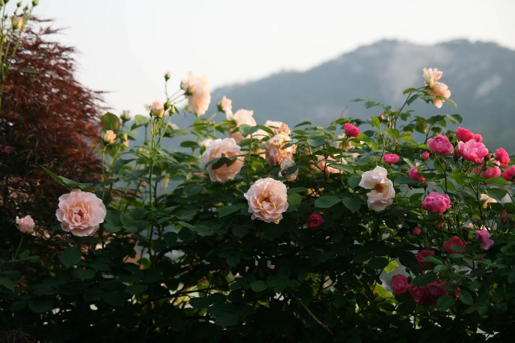 Cindy's Bed & Breakfast Seoul